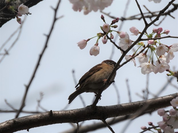 写真: 桜スズメ