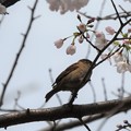 Photos: 桜スズメ