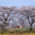 桜・菜の花・スペーシア