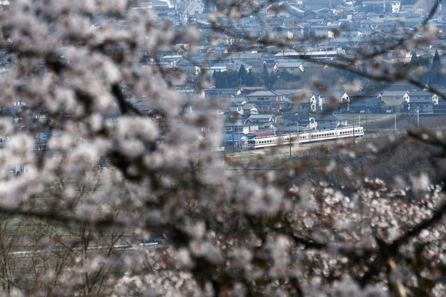 写真: 桜咲く鹿沼富士山公園から
