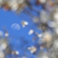 写真: 青空に白い月
