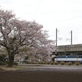 写真: 桜咲く宇都宮線を行くEF65 2094号機