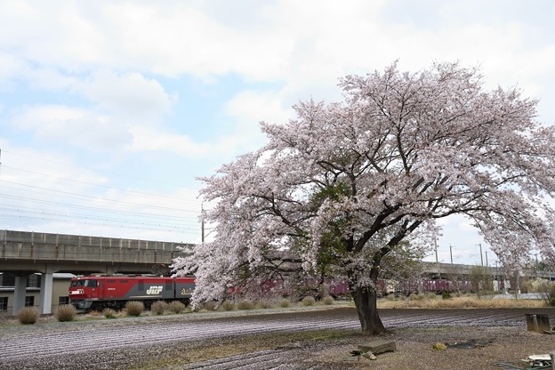 写真: 桜咲く宇都宮線を行く金太郎牽引94レ