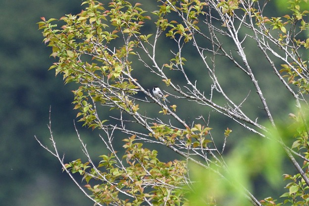 写真: 高い枝にとまるコガラ