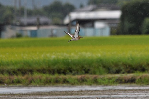 写真: オグロシギ飛翔