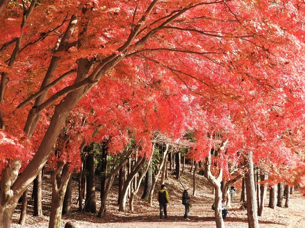 Photos: 紅葉の公園散歩道