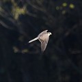 Photos: 獲物くわえて飛ぶチョウゲンボウ