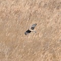 葦原を飛ぶハイイロチュウヒ