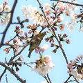 Photos: 桜メジロ