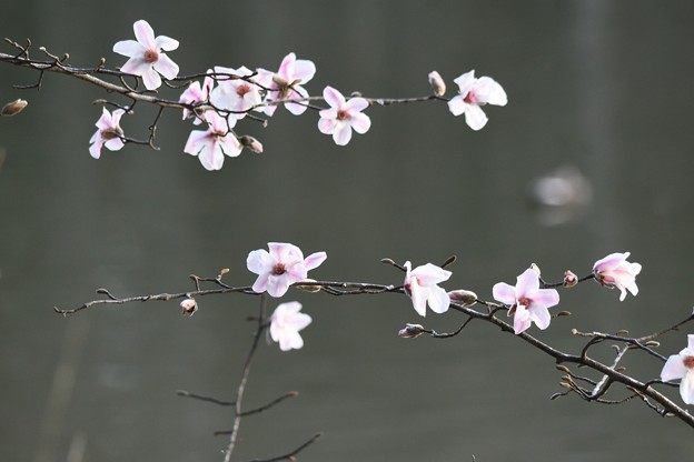 写真: 池端のコブシ花