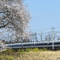 Photos: 桜・スペーシア