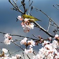 Photos: 桜メジロ 2