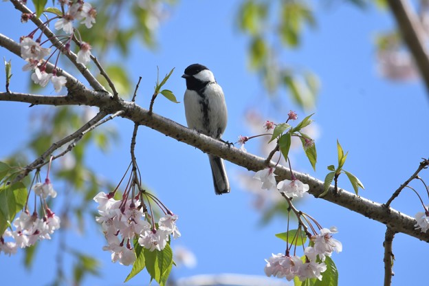 写真: 桜にシジュウカラ