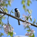 Photos: 桜にシジュウカラ