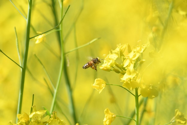 写真: 菜の花に蜂