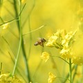 Photos: 菜の花に蜂