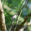 Photos: 虫捕まえたエナガ幼鳥