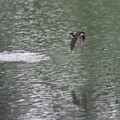 水面飛ぶイワツバメ