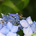 紫陽花にハチ