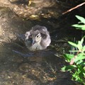 湯川のオシドリ雛鳥