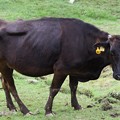 写真: 牧場の黒牛