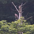 Photos: 枯れ木にオオタカ