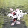 Photos: 獲物くわえて飛ぶカイツブリ親鳥