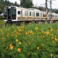 Photos: コスモス咲く日光線E131系