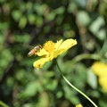 キバナ秋桜に蜜蜂