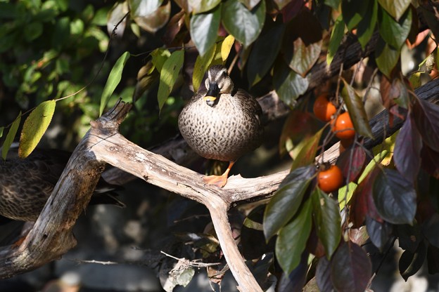 Photos: 柿の木にとまるカルガモ