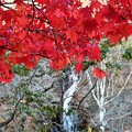 紅葉と白滝