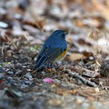 Photos: 朝の公園で逢えた青い鳥