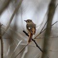 Photos: 冬鳥ジョウビタキ