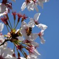 桜と蜂