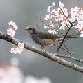 桜・ヒヨドリ