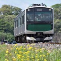 Photos: 菜の花咲く烏山線EV-E301系ACCUM