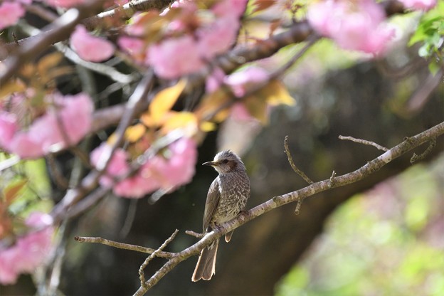 Photos: 八重桜にヒヨドリ