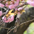 八重桜にヒヨドリ