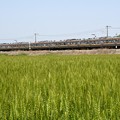 緑の麦畑と両毛線211系