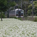 Photos: 白い蕎麦の花