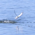 写真: 湖面から飛び立つコアジサシ