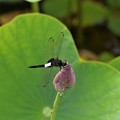 写真: 蓮の蕾にコシアキトンボ