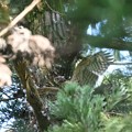 写真: 羽広げるオオタカ幼鳥