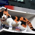 写真: 七夕に逢えた３D巨大三毛猫