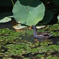 写真: 蓮池にバン成鳥