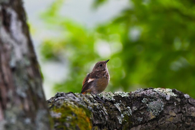 写真: ジョウビタキ幼鳥