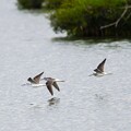 谷中湖を飛ぶアオアシシギ