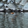 水面低く飛ぶカワセミ