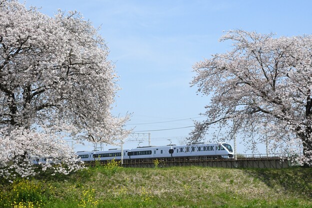 写真: 桜堤を行くスペーシアX