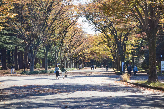 写真: 駒沢公園